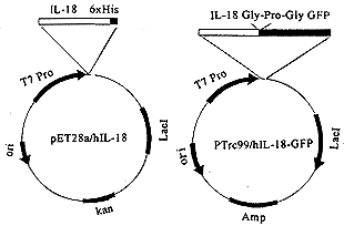 重组人IL-18和IL-18-GFP融合蛋白的表达及其生物学活性的研究