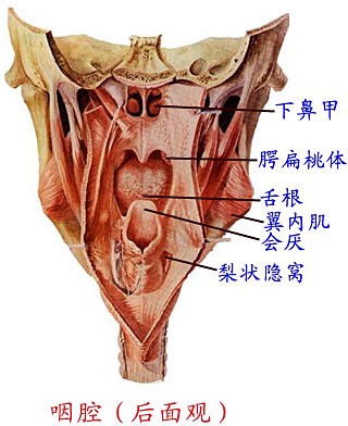 咽腔后面观