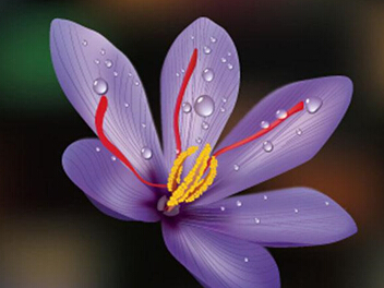藏红花好处多 何种功效令人瞠目结舌？