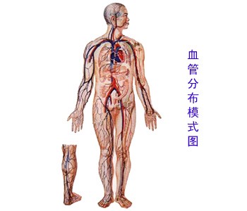 血管分布模式图1