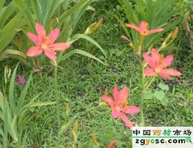 湘射干后市行情看好