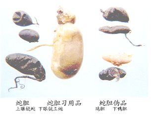 蛇胆（Shedan）Fel Serpcntis