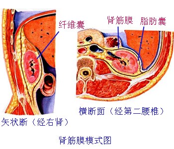 肾筋膜