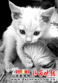 小猫咪与狗崽共享狗妈妈