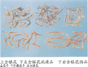 金银花混淆品--土银花（Tuyinhua）