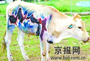 牛被闪电击中后幸存 身上留下闪电案