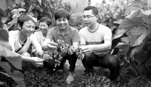 铜梁蚕农成功间种金钱草