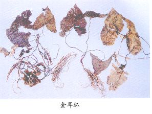 金耳环（Jinerhuan）Herba Asarl Inslgnls
