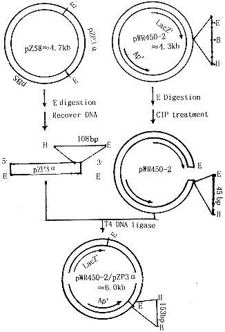 猪卵透明带-3α基因在大肠杆菌中的融合表达和鉴定
