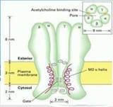 微小分子团水补养细胞开启医学创新