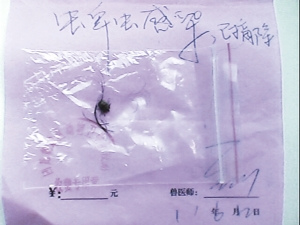 官方确认北京出现蜱虫 称被叮咬者没有发病