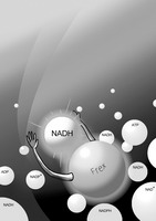 科学家发明细胞代谢成像新方法
