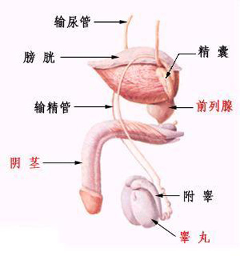 人体的12个“缺陷” 你发现了吗