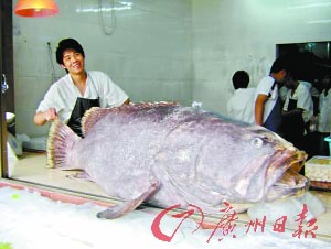 身长2.12米石斑鱼王下油锅 够500人食用