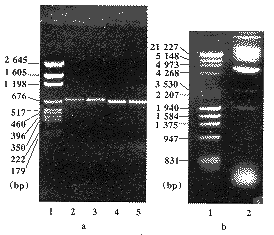 跨膜突变型TNF-α的基因构建及体外表达①