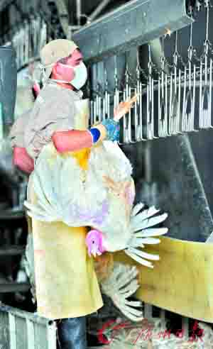 报告称甲型流感可能在家禽间传播