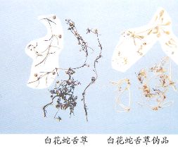 白花蛇舌草（Baihuashcshccao）Herba Hedyotis Diffusae