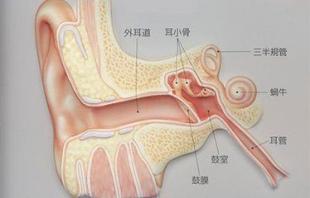 军医科普：我们是如何感知声音的