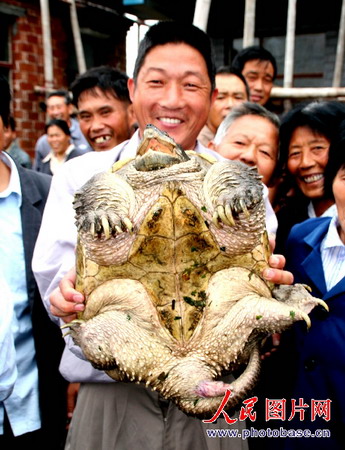 巨型河龟尾巴长角进农家