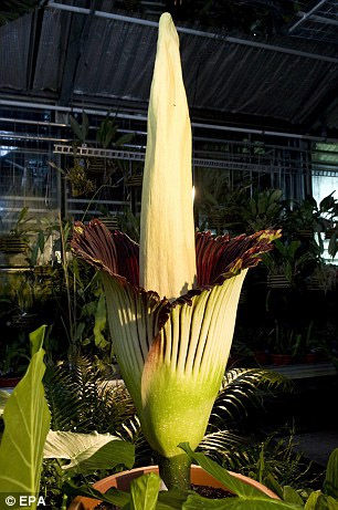 珍稀植物泰坦魔芋近10年首次开花 味道类似腐尸