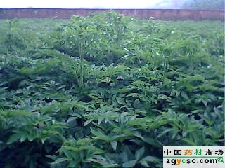 白芷抽薹不严重