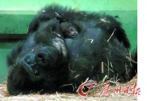 40岁母猩猩成功产崽再创最高龄分娩纪录