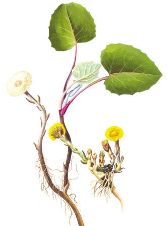 张籍与款冬花