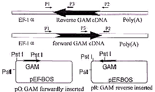 GAM cDNA稳定转染的M1细胞系的建立与鉴定
