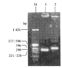 Kgla细胞免疫小鼠脾细胞scFv噬菌体展示文库的构建及其表达