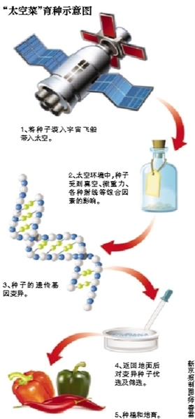 “太空菜”比普通菜更营养 担心有辐射很荒谬