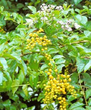 生活中隐藏的致癌植物