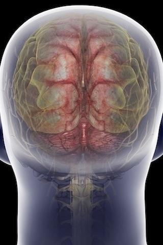 医学3D透视下的人体奇观