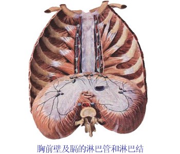 胸前部及隔的淋巴管、淋巴结