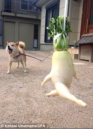 养生趣图：奔跑的萝卜