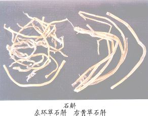 石斛（Shihu）Herba Dendrobii--环草为斛（Huancaoshihu）