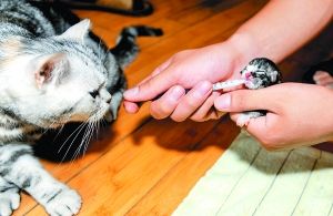 母猫剖腹产后不认幼崽