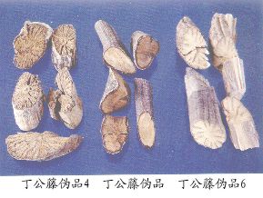丁公藤伪品（6）--假丁公藤（Jiadinggongteng）