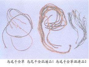 马尾千金草（Maweiuianjincao）Herba Phlegmariuri Fargesi