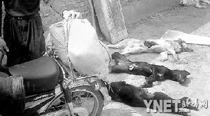 廊坊低价中毒死狗肉流入北京小餐馆