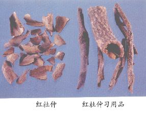 红杜仲习用品--花皮胶藤（Huapijiaoteng）