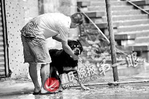 父亲高举儿子与5只来袭藏獒搏斗
