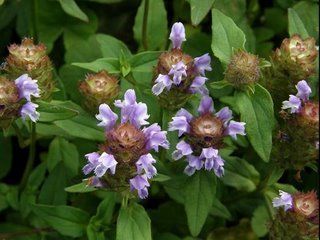 雾里看“茶”：茶的功效没有科学证据