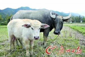 农家黑色母牛产下白牛犊成山村明星