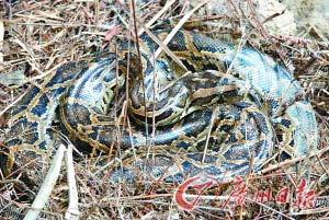 5米长蟒蛇在村民屋檐下筑窝孵卵不伤家禽
