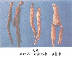 人参（Renshen）Radix Ginseng