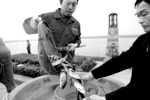 50万尾鱼苗放流巢湖