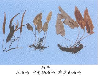 石韦（Shiwei）Folium Pyrroslae