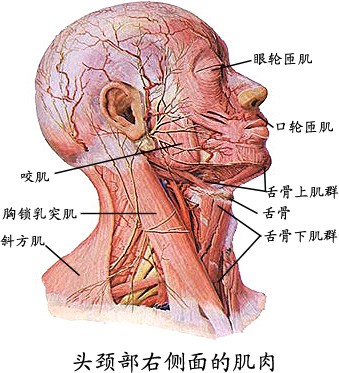 头颈部右侧面肌肉