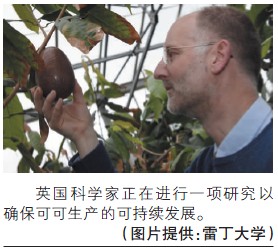英国科学家开发适应未来气候可可新种