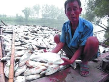 鱼塘25吨鱼一夜死亡 主人担心有毒宁埋不卖
